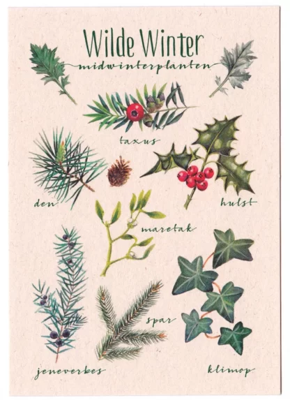 Postkaart met traditionele Midwinter planten