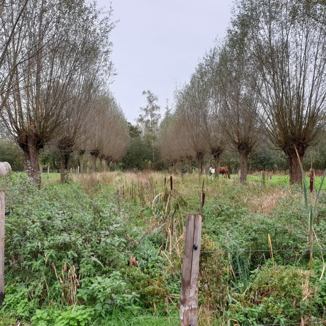 Heemtuin Hippique aanplanten Heemtuin Hippique aanplanten